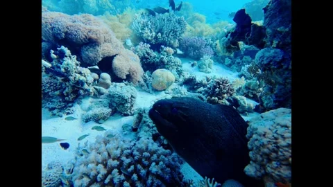 Large giant moray eel opening and closing its mouth among vibrant corals on the Stock Footage 335203353