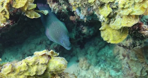 Large giant moray eel, underwater at the bottom of the sea Stock Footage 290014450