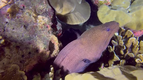Large giant moray eel, underwater at the bottom of the sea Stock Footage 328695328