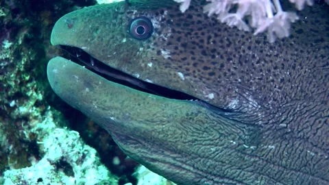 Large Giant moray on the seabed. Stock Footage 171612737