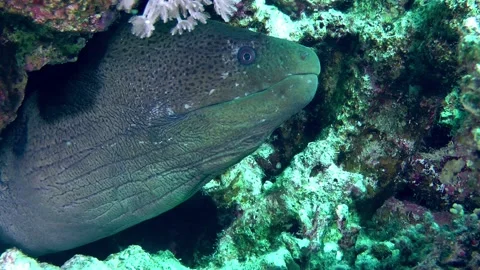Large Giant moray on the seabed. Stock Footage 219716244