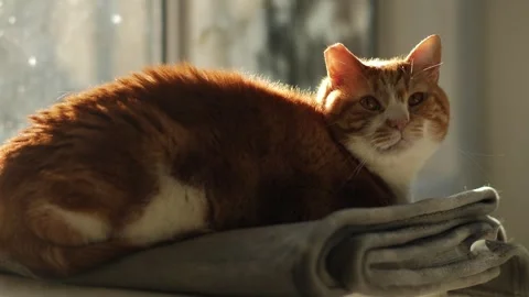 Large Ginger cat finds a sun spot slow motion 4K Stock Footage 252230323