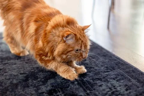 A large ginger cat sharpens its claws on the carpet. Pets and out of habit Stock Photos