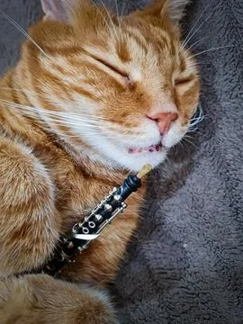 A large ginger cat sleeps with a small toy oboe Stock Photos