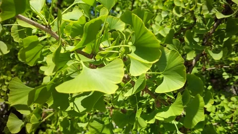 Large gingko tree, Gingko (Ginkgo biloba), in spring, Baden-Wuerttemberg, G.. Stock Footage 242655594
