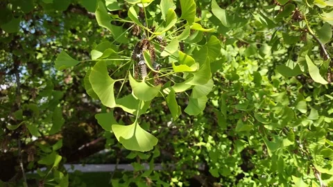 Large gingko tree, Gingko (Ginkgo biloba), in spring, Baden-Wuerttemberg, G.. Stock Footage 242655648
