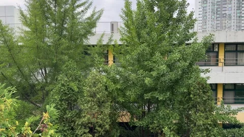 Large Ginkgo Tree Swaying in Wind Outside Urban School Building 스톡 동영상 342410467