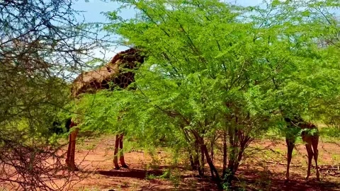 A large giraffe and a small giraffe eat green leaves on a tree. Savannah. Vidéo 339177623