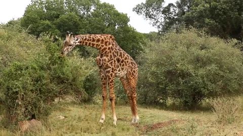 A large giraffe eats leaves from a tall tree. Masai Mara, Kenya Video stock 296329885