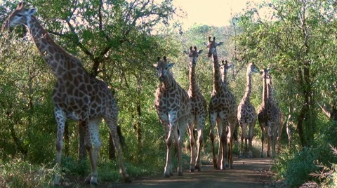 Large Giraffe Herd Stock Footage 56195066