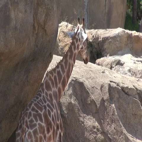 Large giraffe hiding from the sun Vídeos de archivo 69737054