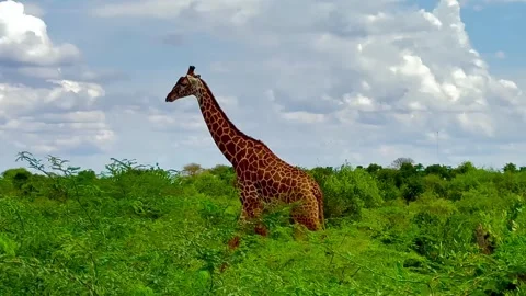 A large giraffe strolls through the savannah. Kenya. Video stock 342343371