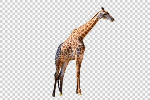 Large giraffe white background Isolate Stock Photos