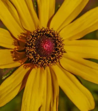 A large Gloriosa Daisy Stock Photos