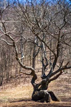 Large Gnarled Tree in Forest Clearing in Autumn Stock Photos