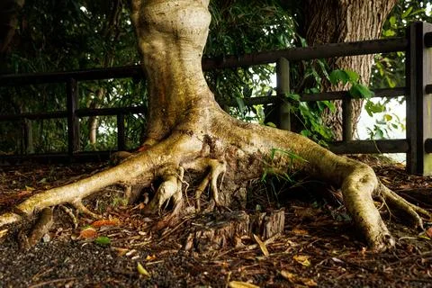 Large Gnarled Tree Roots Spreading Across Forest Floor Stock Photos