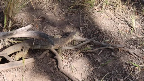 Large Goanna In Hideout Stock Footage 280736669