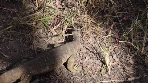 Large Goanna Walking Stock Footage 280736340