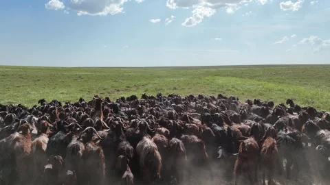 Large Goat Herd On Green Plain, Ceylanpinar, Sanliurfa, Turkiye, Video stock 336493182