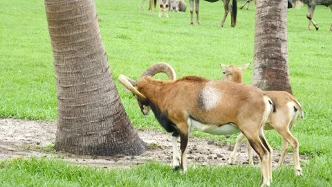 Large goat or ram standing in green grass looking at landscape Video stock 157303120