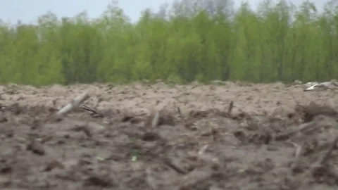 Large godwit lands on the field Stock Footage 129194206
