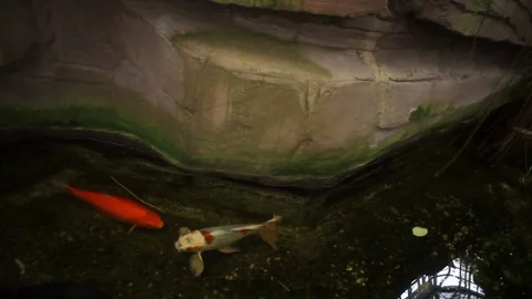 Large gold fish in shallow pond, botanical gardens, Berlin, Germany Stock Footage