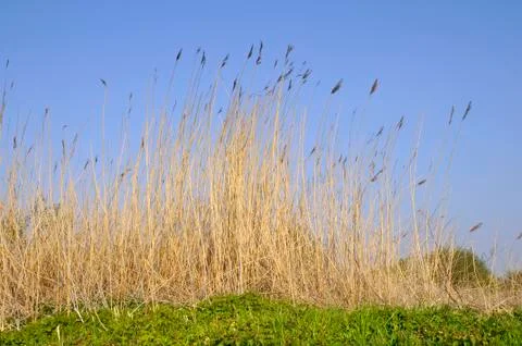 Large gold grass Stock Photos