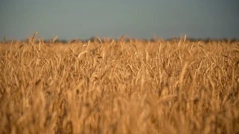 Large gold wheat field during summer crop season ready for gathering the harvest Stockbeeldmateriaal 201820045