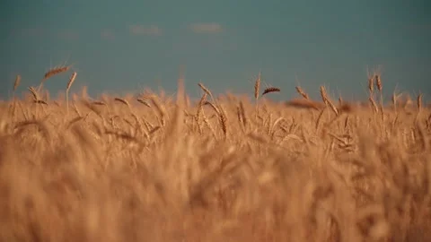 Large gold wheat field during summer crop season ready for gathering the harvest Stockbeeldmateriaal 201820050