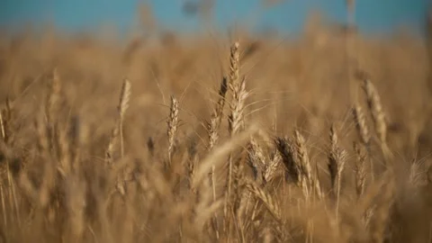 Large gold wheat field during summer crop season ready for gathering the harvest Vídeo Stock 201820051