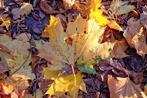 A large golden maple leaf sits among other brown foliage Stock Photos