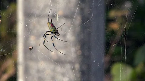 Large Golden Orb-weaver spider with beautiful pattern hangs in web Stock Footage 328520610