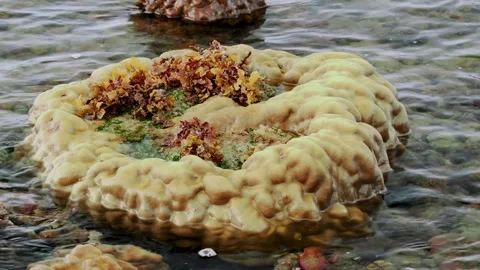 Large Golden Reef Formation Emerging Above the Waterline 스톡 동영상 342487331