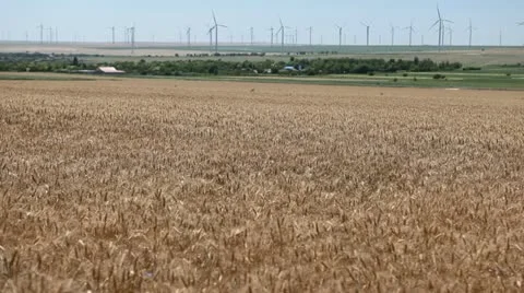 Large Golden Wheat Fields, Cereal in Summer Season, Countryside, Bio, Eco Vídeo Stock 12465782