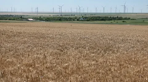 Large Golden Wheat Fields, Cereal in Summer Season, Countryside, Bio, Eco Video stock 12466367