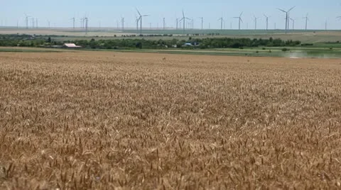 Large Golden Wheat Fields, Cereal in Summer Season, Countryside, Bio, Eco Stock Footage 12471316