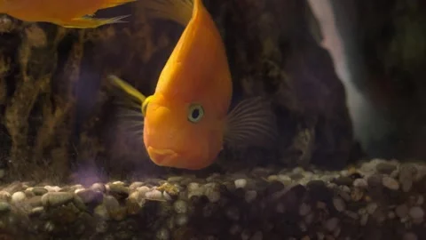 Large goldfish in the aquarium Stock Footage 310825642