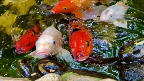 Large goldfish of different colors. Stock Footage 254362524