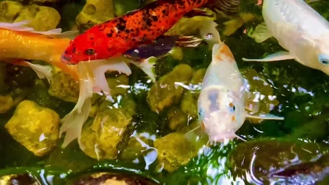 Large goldfish in a small pool. Fish of different colors. Stock Footage 254362348