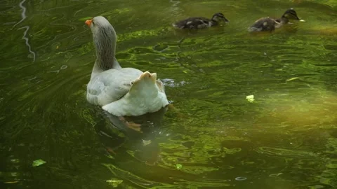 Large goose swimming Stock Footage 242143401