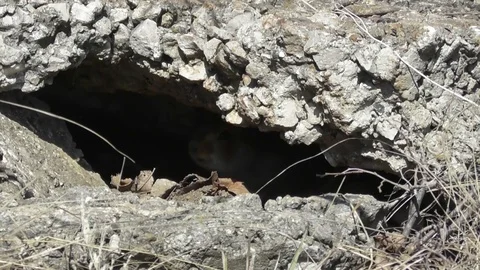 A large gopher Spermophilus major comes out of hiding and screams Video stock 118804539