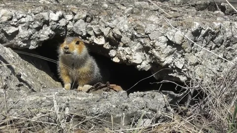 A large gopher Spermophilus major sits near his shelter and shouts Video stock 118804531