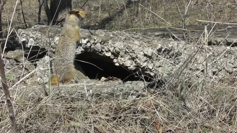 A large gopher Spermophilus major stands near his concrete shelter and scream Video stock 118804519