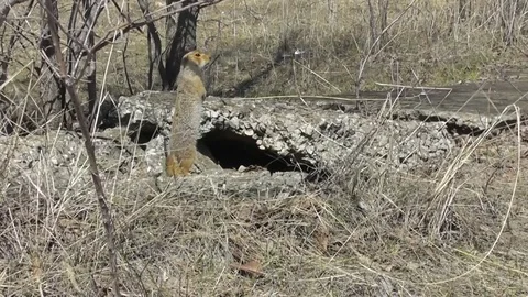 A large gopher Spermophilus major stands near his shelter and screams Stock Footage 118804520