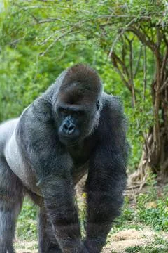 Large gorilla on a patch of soil in the middle of a natural landscape Fotos de archivo