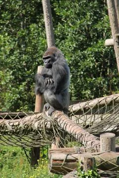 Large Gorilla. Foto stock