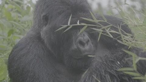 Large gorilla picking leaves off a branch Stock Footage 131244788