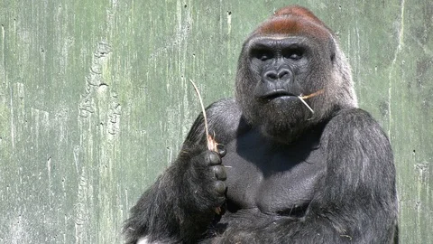 Large gorilla portrait, eating tree bark Stock Footage 108691589