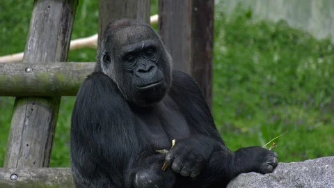 Large Gorilla Portrait, snacking. Stock Footage 108693038