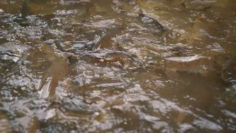 Large Gourami Fish Swimming and Competing for Food – Underwater 4K Footage 스톡 동영상 312311853